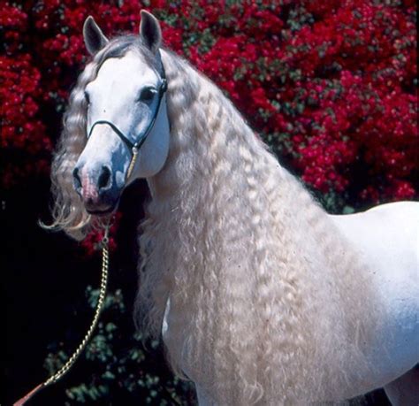 2 and 16. . Andalusian white friesian horse